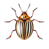 Commercial Pest Control Service Providers