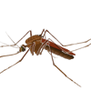 Expert Pest Control Service Providers Expert Pest Control Service Providers