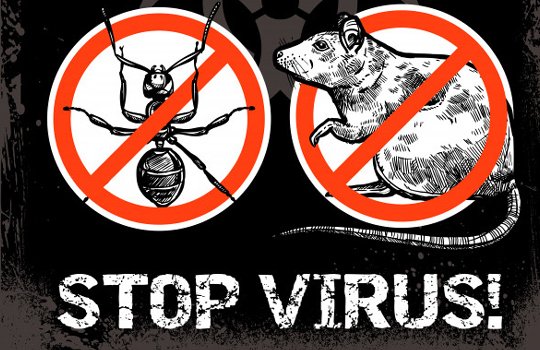 Safe & Low Price Pest Control
