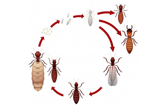 Residential Pest Control Service Providers